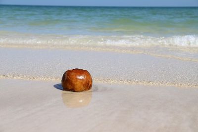 Surface level of shells on sand at beach