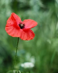 Close-up of red flower