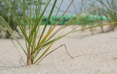 Close-up of plant on sand