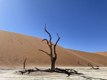 Dead tree in the namib desert in front of a sand dune