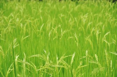 Shot of rice crops growing on field