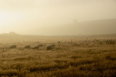 Sheep in foggy green meadow in the scotland under the fog