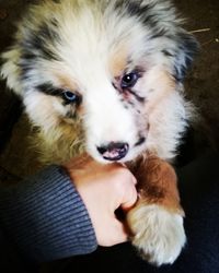 Close-up of man holding dog at home
