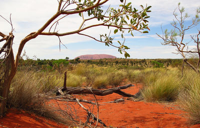 Trees on field against sky