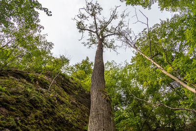 Low angle view of trees in forest against sky