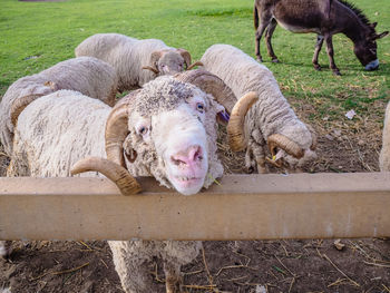 View of sheep in pen