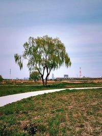 Trees on field