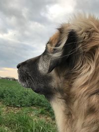 Close-up of dog looking away