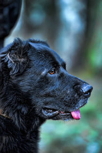 Close-up of dog looking away