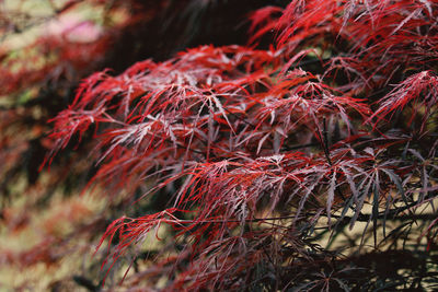 Close-up of red leaves on tree