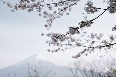 Low angle view of flower tree against clear sky
