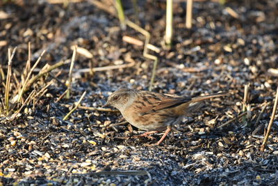 Close-up of sparrow perching on field