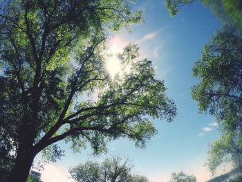 Low angle view of trees against sky