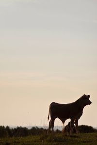 Cow on field against clear sky