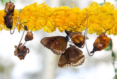 Close-up of butterfly on leaves