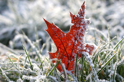 Close-up of red maple leaf on snow covered land