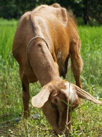 Close-up of horse grazing on field