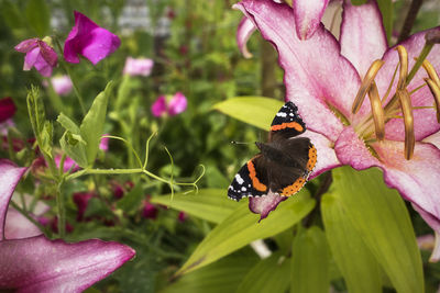 Close-up of butterfly pollinating on pink flower