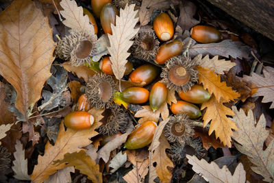 High angle view of fruits on leaves during autumn