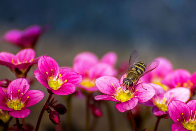 Close-up of bee on pink flowers