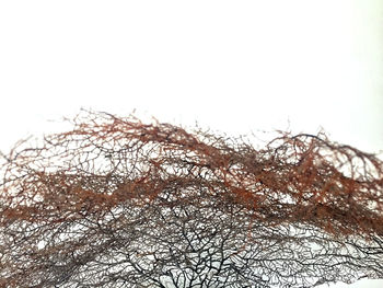 Low angle view of frozen bare tree against clear sky