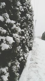 Low angle view of trees against sky