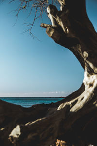 Driftwood on beach against clear sky