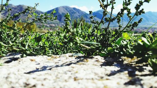 Close-up of plants against sky