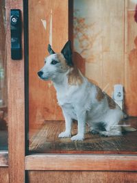 Dog sitting on wooden door