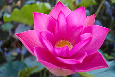 Close-up of pink lotus water lily