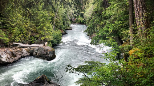 River flowing through forest