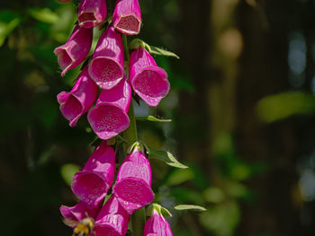 Close-up of pink flowering plant