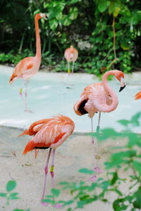 Flamingos perching at lakeshore