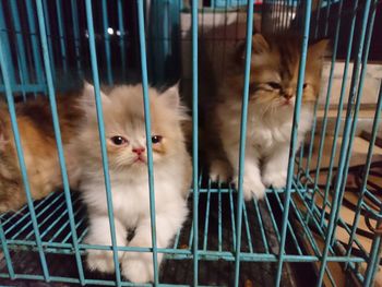 View of kitten in cage