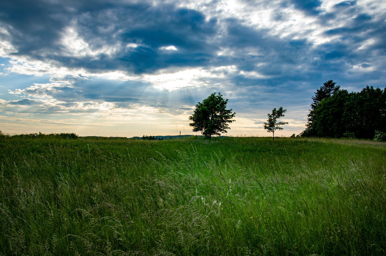 SCENIC VIEW OF FARM AGAINST SKY