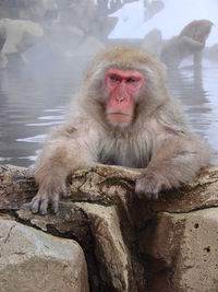 Monkey in hot spring