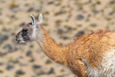 Close-up of deer