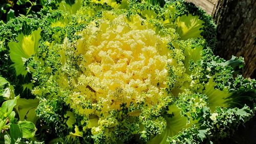 Close-up of yellow flowering plant