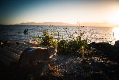 View of a dog at sunset