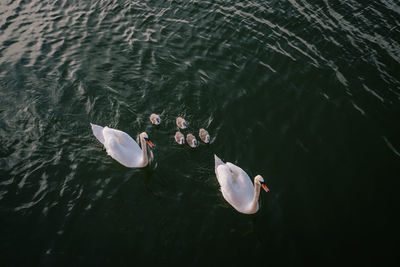 High angle view of swans swimming in lake