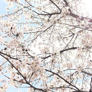 Low angle view of cherry blossom tree