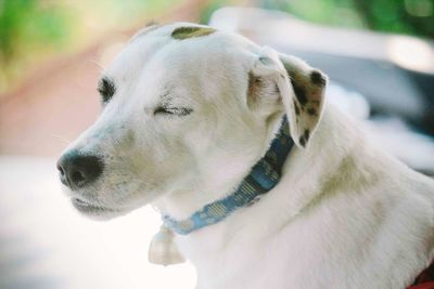 Close-up of dog looking away