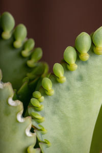 Close-up of green chili peppers on table