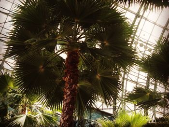 Low angle view of palm trees