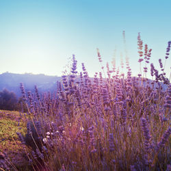 Purple flowering plants on field against clear sky