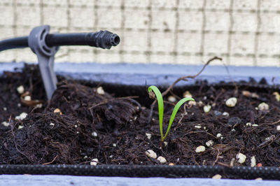 Close-up of plant growing on field