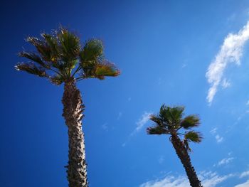 Low angle view of coconut palm tree against blue sky