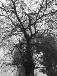 Low angle view of bare trees against sky