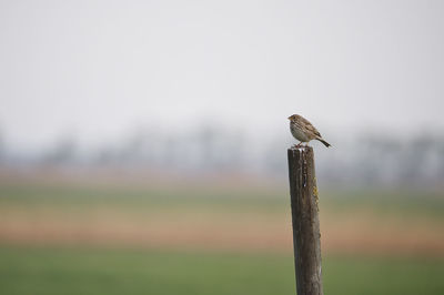 Close-up of bird perching on wooden post