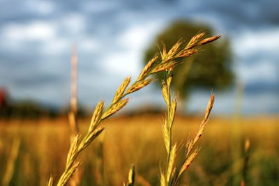 Close-up of stalks in field